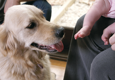 Introducing your dog to the baby